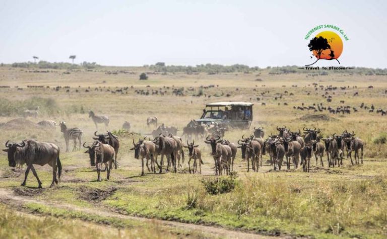Serengeti vs Masai Mara: Which Safari Is Right for European Travellers?
