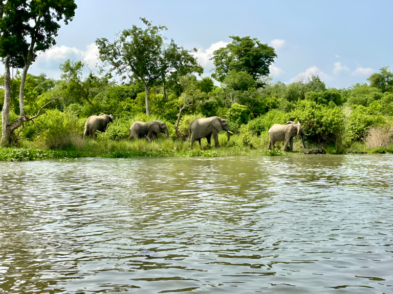 Affordable Luxury Safaris in Tanzania