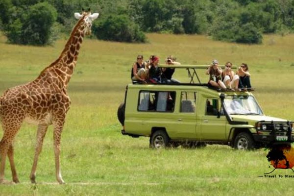 Tanzania Wildlife Safari