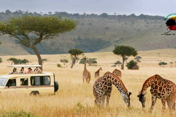 Tanzania safari