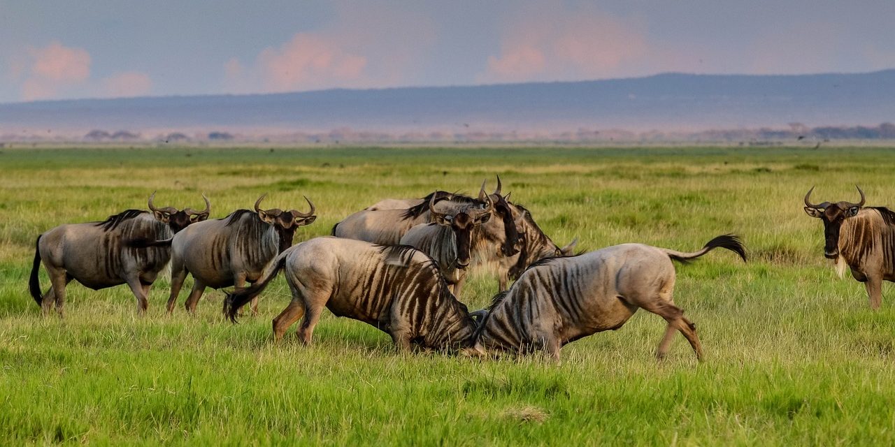 Tanzania safari to Serengeti National Park Tanzania safari to Serengeti National Park