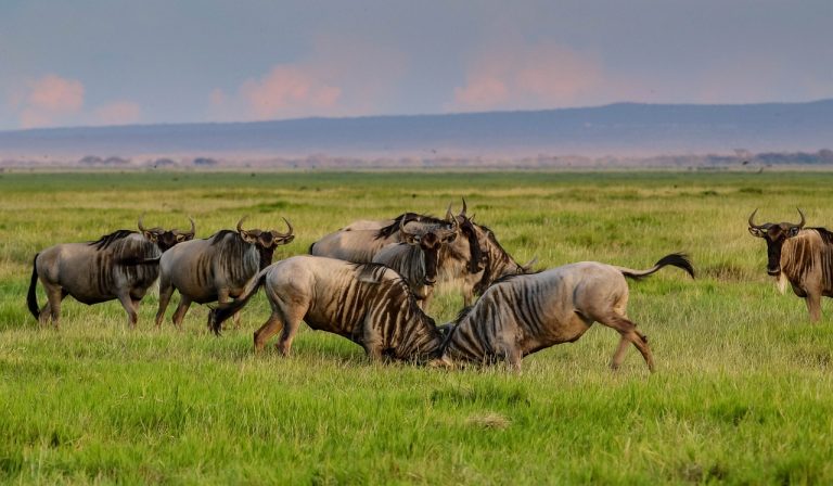 Tanzania: The Ultimate Wildlife Safari Adventure