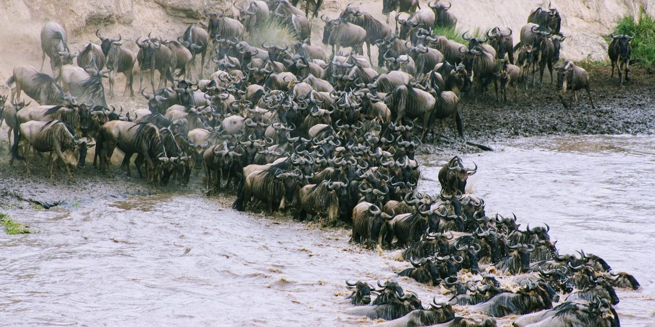 wildebeest migration safari