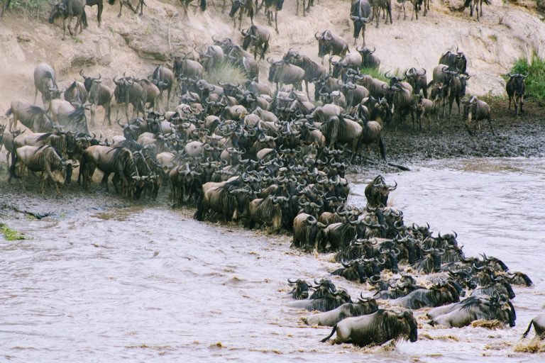 Which Country Is Best For An African Adventure, Kenya, Uganda, Or Tanzania?