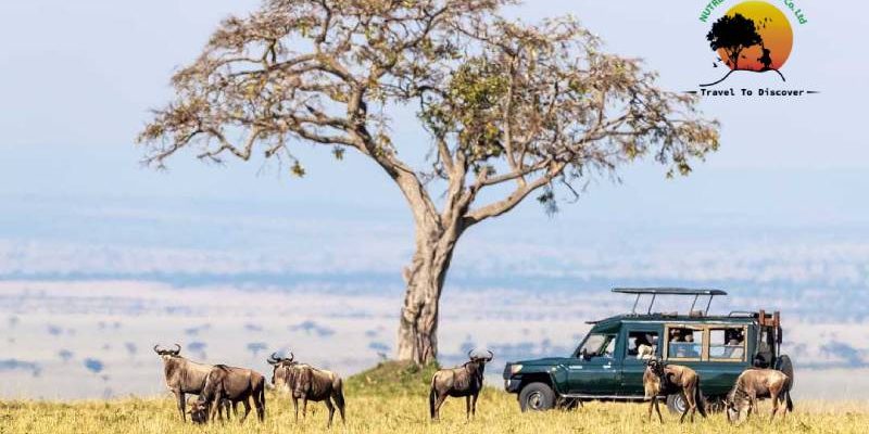 7-DAYS-KENYA-LUXURY-FAMILY-SAFARI 7-DAYS-KENYA-LUXURY-FAMILY-SAFARI