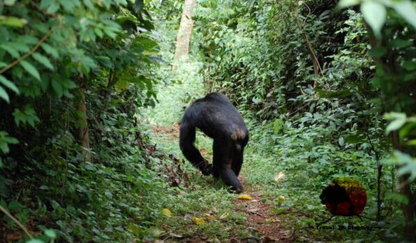 Gombe-National-Park Gombe-National-Park