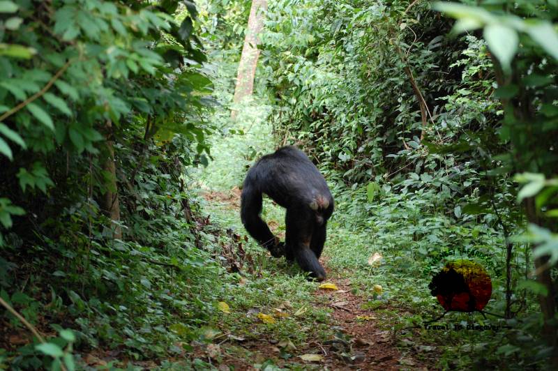 7 Days Primate & Wildlife Tour
