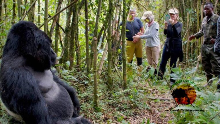 Gorilla Trekking in Uganda vs Rwanda: Which Should You Choose in 2025-2026?