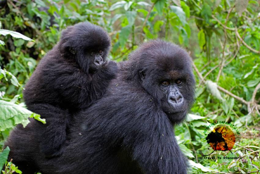 Rwanda and Chimpanzee Trekking safaris