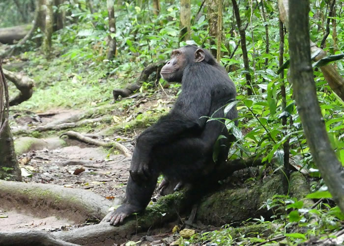 Chimpanzee Trekking in Kibale Forest 2026: Permits, Costs & How to Add It to Your Uganda Safari
