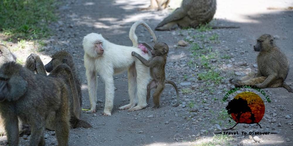 Albino Baboons of Tanzania