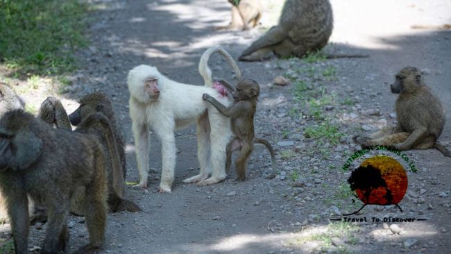 Albino Baboons of Tanzania