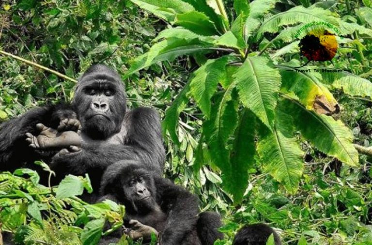 Gorilla Trekking for Beginners: Essential Tips for a Safe & Successful Trek