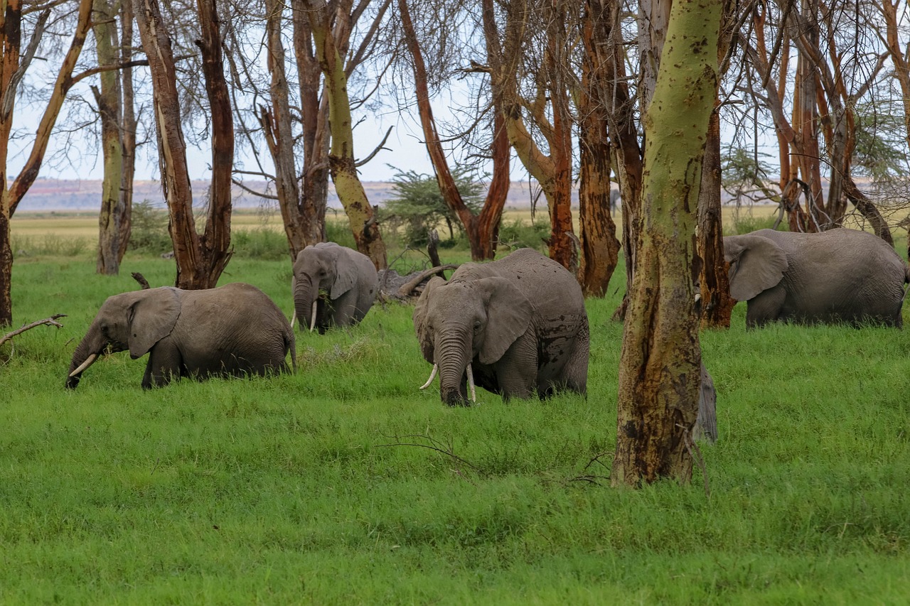 AMBOSELI NATIONAL PARK