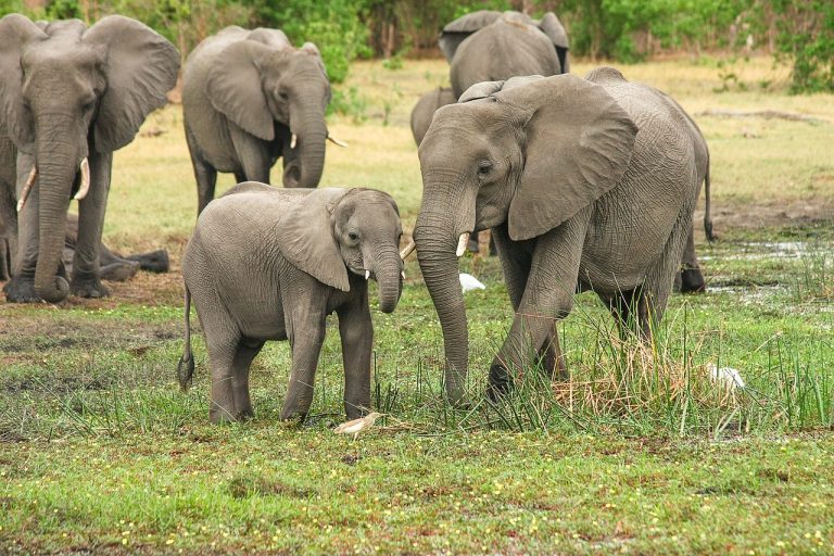 DISCOVER THE UNTAMED WONDERS OF RUAHA NATIONAL PARK