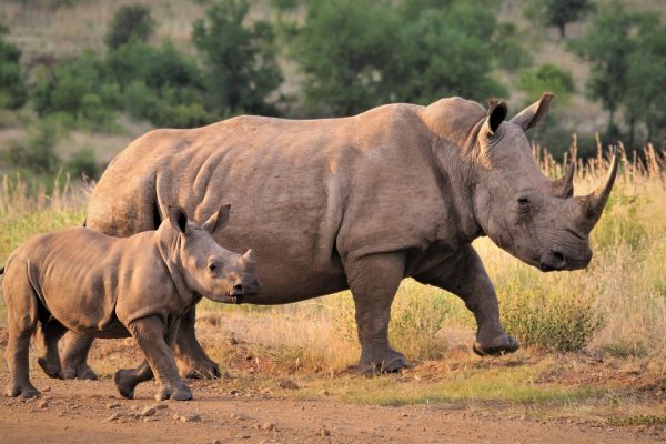 Rhinos