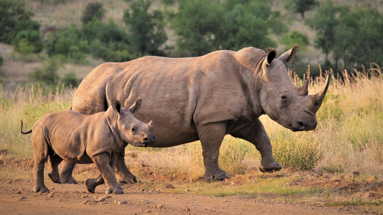 Rhinos