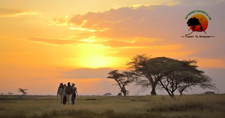 Serengeti Endless Plains: North vs. South (What Most People Don’t Tell You)