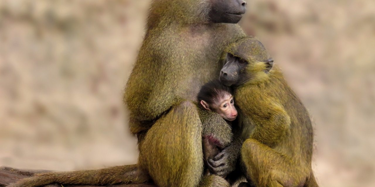 Yellow Baboons Yellow Baboons