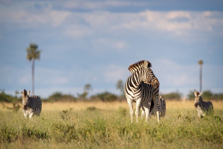How Do You Combine Wildlife and Wonders with Coastal Bliss?