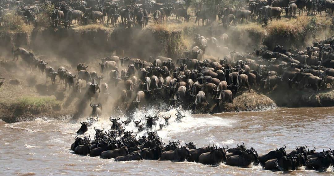 wildebeest