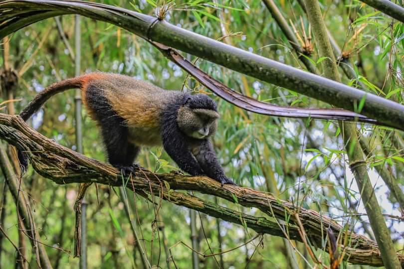 Golden Monkey Safari