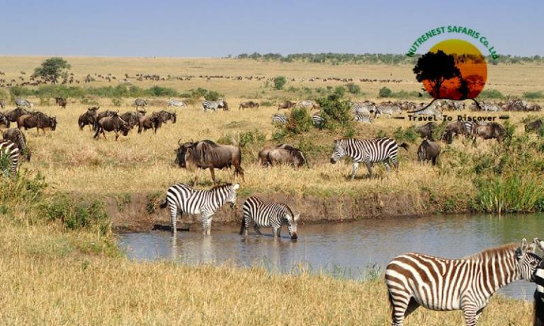 Serengeti vs Masai Mara 2026: Which Safari Is Right for You?