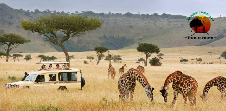 The Best Time of Year for a Thrilling Safari Experience in Uganda