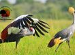 Bird Watching Safaris Uganda