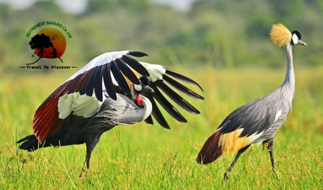 Bird Watching Safaris Uganda Bird Watching Safaris Uganda