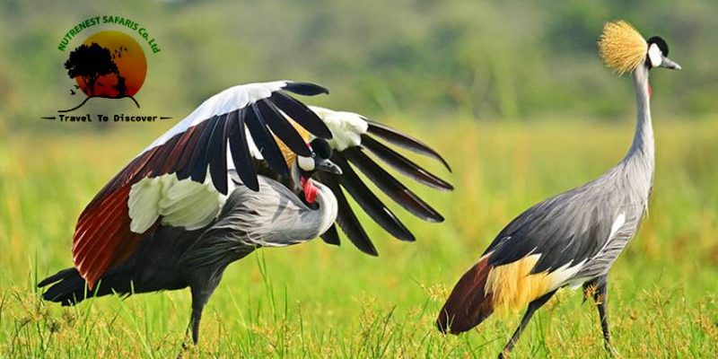 Bird Watching Safaris Uganda Bird Watching Safaris Uganda