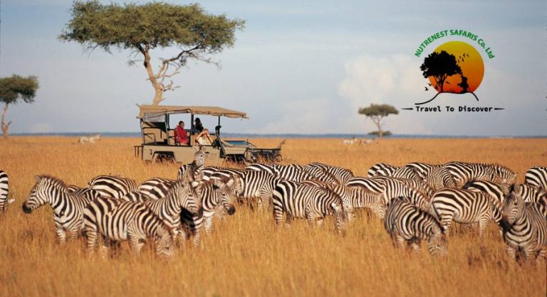 A Guide to Choosing the Right Safari for Your Adventure Style