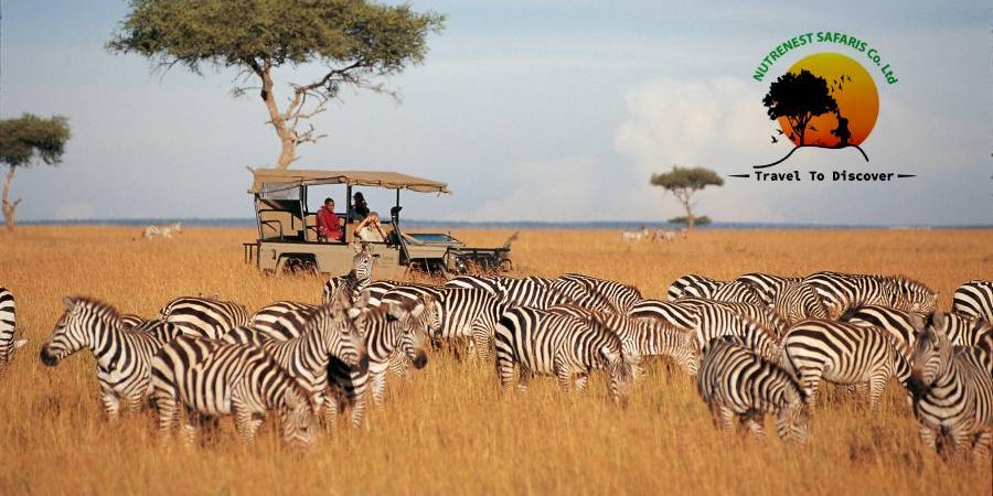 Guide to Choosing the Right Safari Guide to Choosing the Right Safari