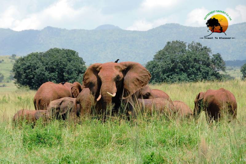 Kidepo Valley National Park