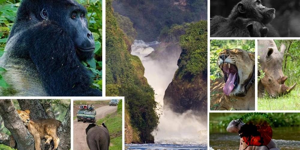 What Makes Uganda Wildlife Safaris Uganda Wildlife Safaris