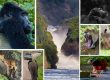 Uganda Wildlife Safaris