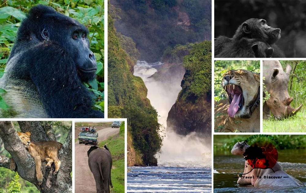 Uganda Wildlife Safaris