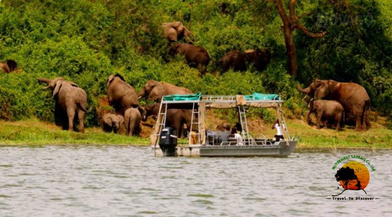 Wildlife Viewing Safaris in Uganda