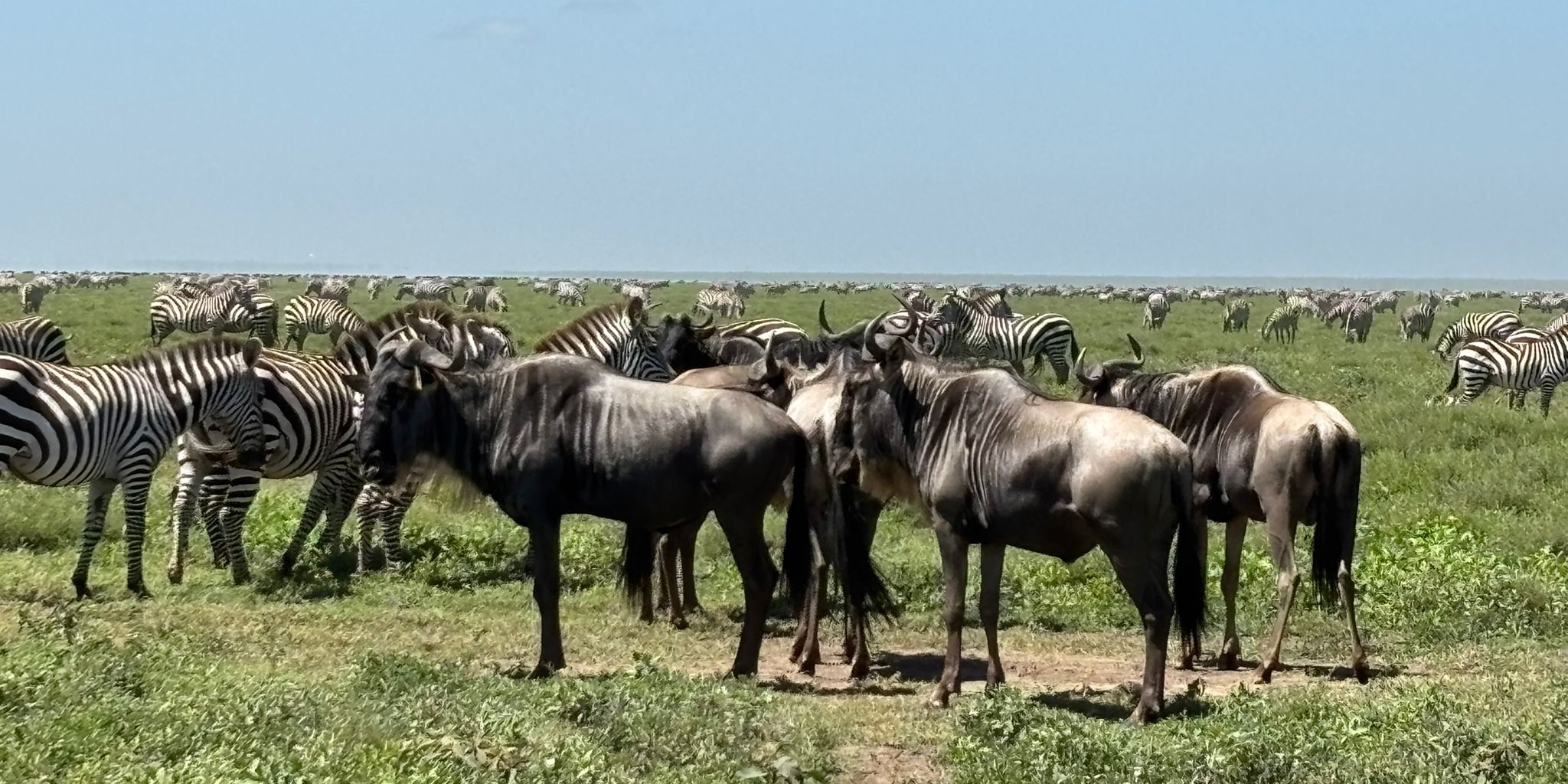 Serengeti Wildlife Photography Serengeti Wildlife Photography