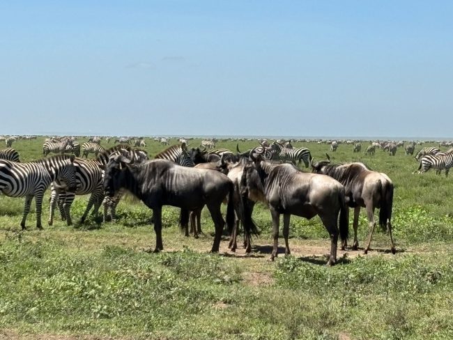 Serengeti Wildlife Photography Serengeti Wildlife Photography