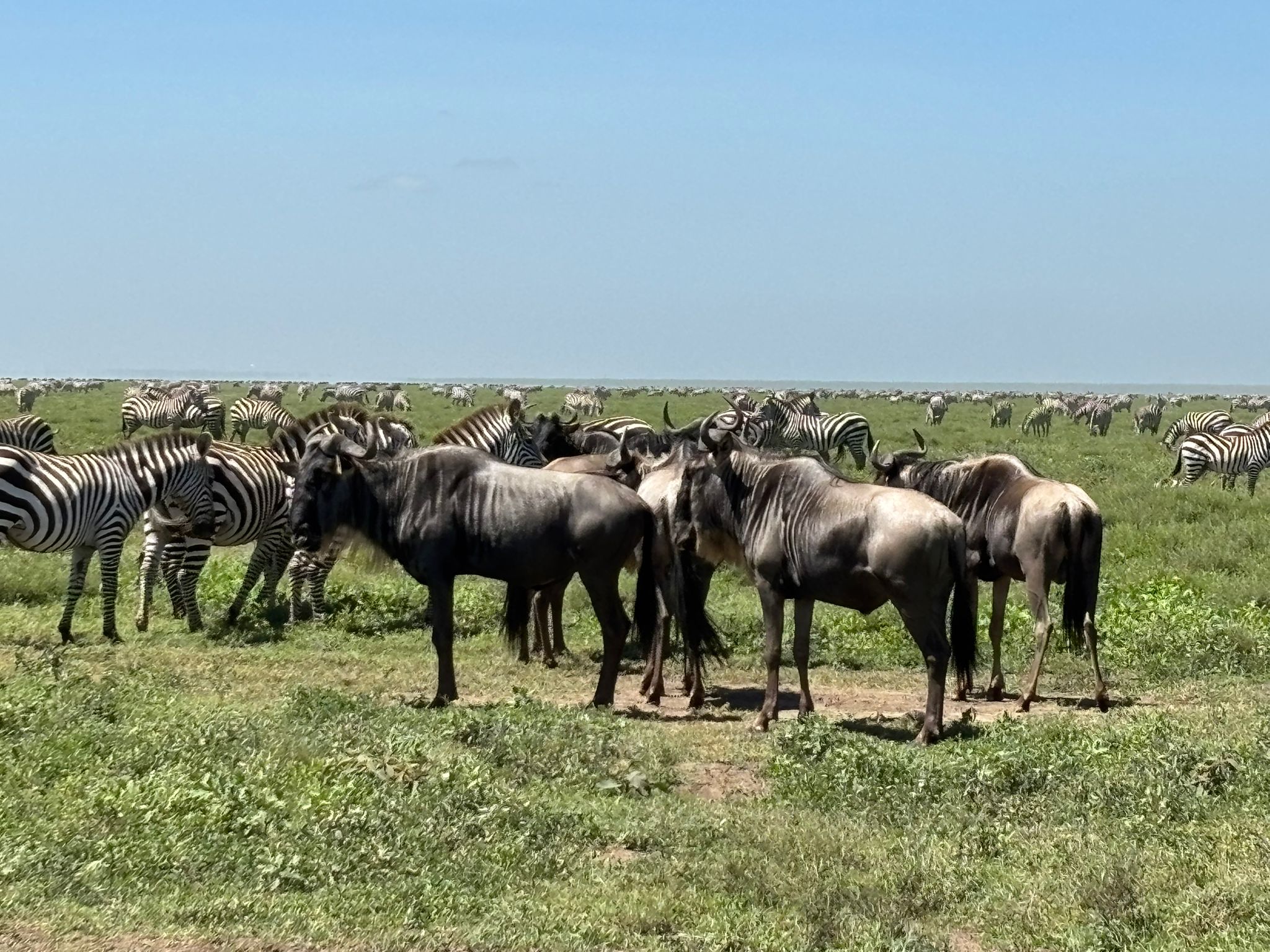 Serengeti Wildlife Photography