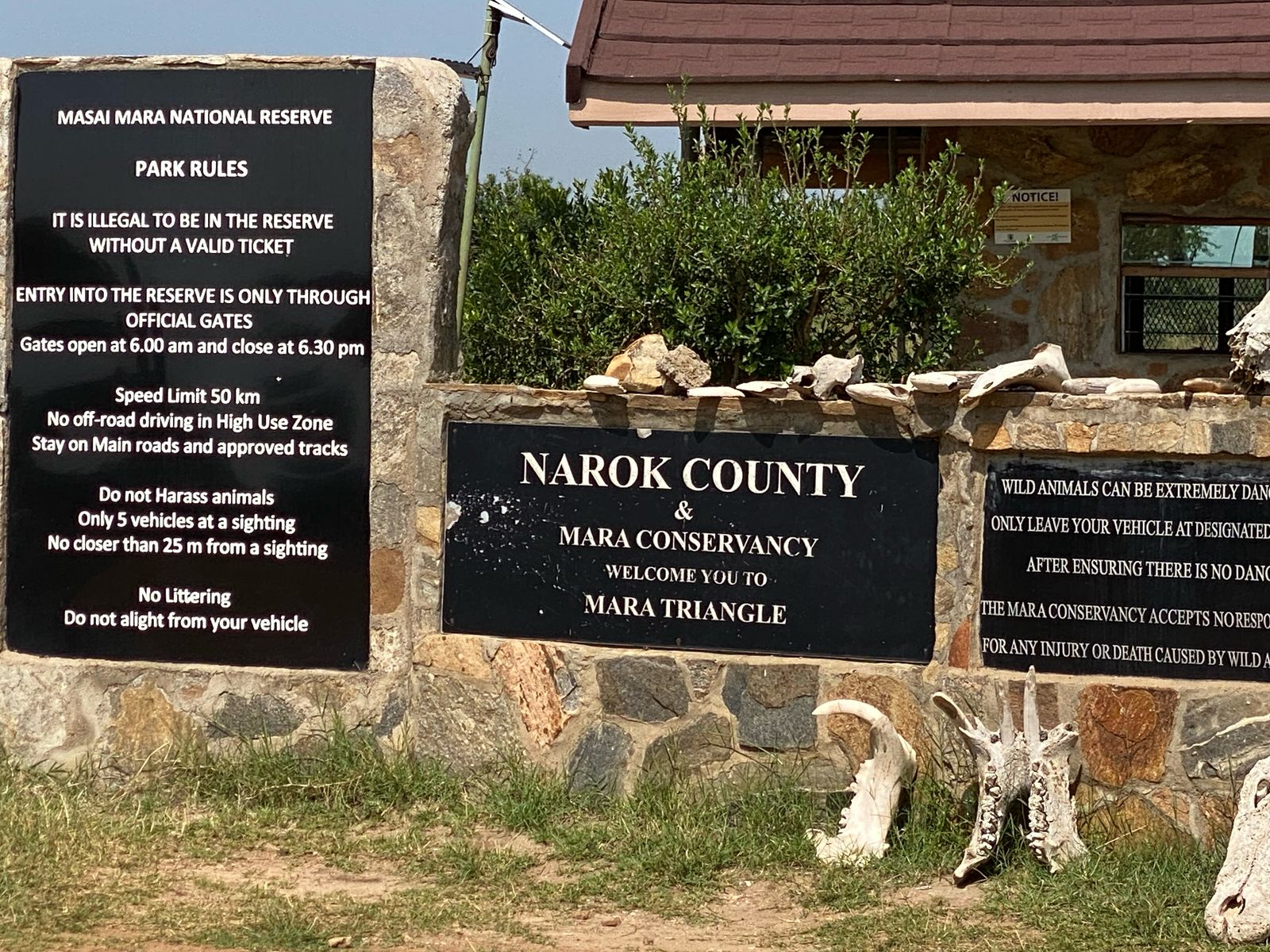 Amboseli and Masai Mara Safari