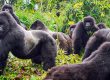 Gorilla Trekking Adventures