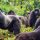Gorilla Trekking Adventures