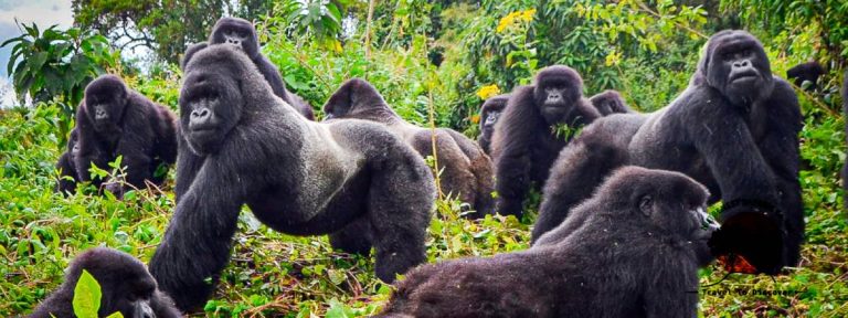 Gorilla Trekking for Beginners: Essential Tips for a Safe & Successful Trek