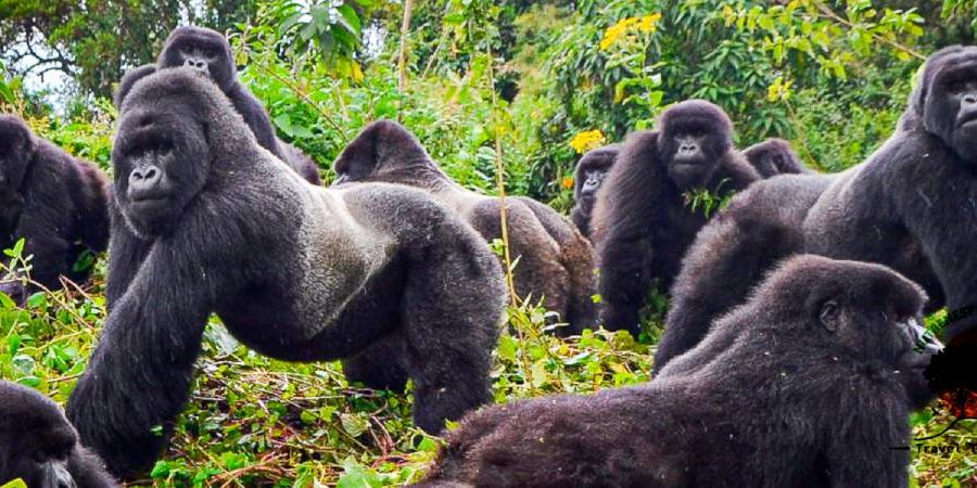 Gorilla Trekking Adventures Gorilla Trekking Adventures