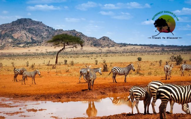 Kenya Wildlife Safari Kenya Wildlife Safari