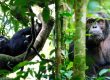 Kibale National Park