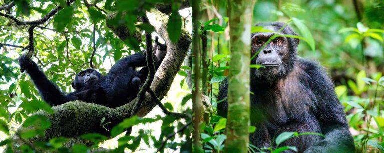 First Time Visitor To Kibale National Park: What To Do To Make The Journey A Lifetime Experience