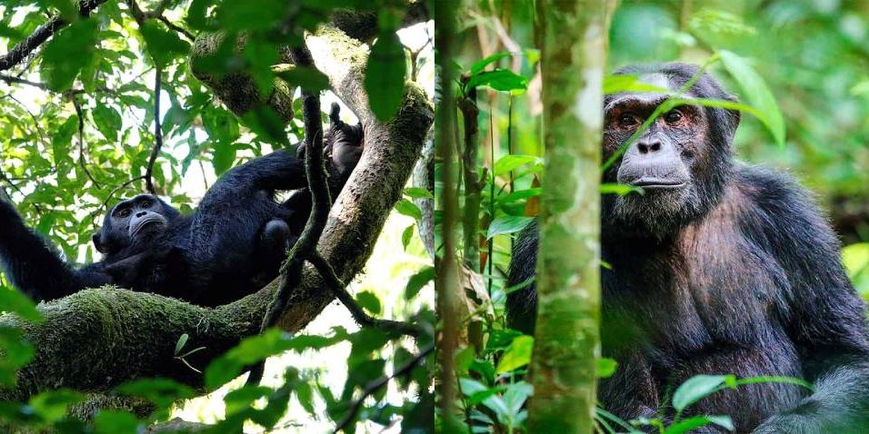 Kibale National Park Kibale National Park